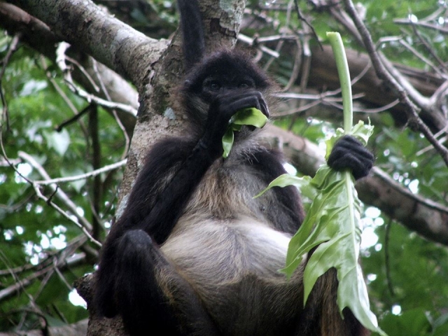 Observacion de fauna